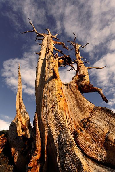 Jones, Adam 아티스트의 Bristlecone pine at sunset-White Mountains-Inyo National Forest-California작품입니다.